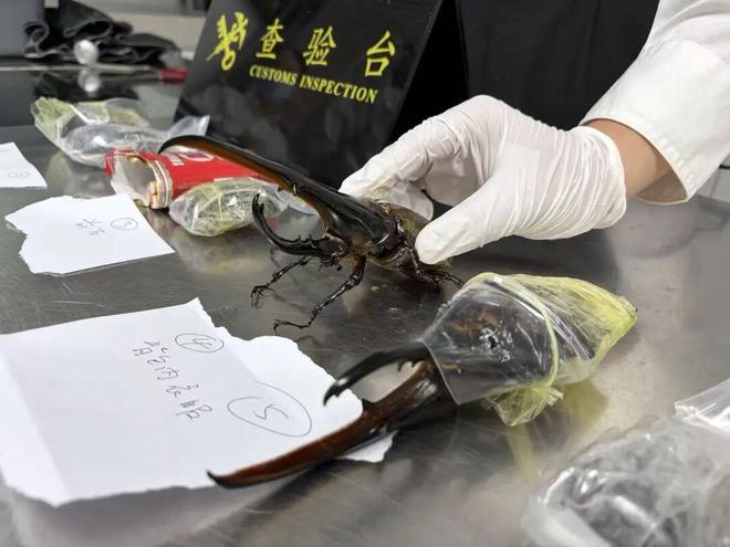 广东男篮大洗牌!三人彻底退出培养,天赋小将闹心态遭交易